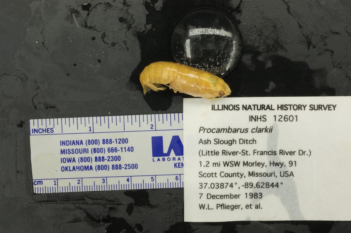 Procambarus clarkii image